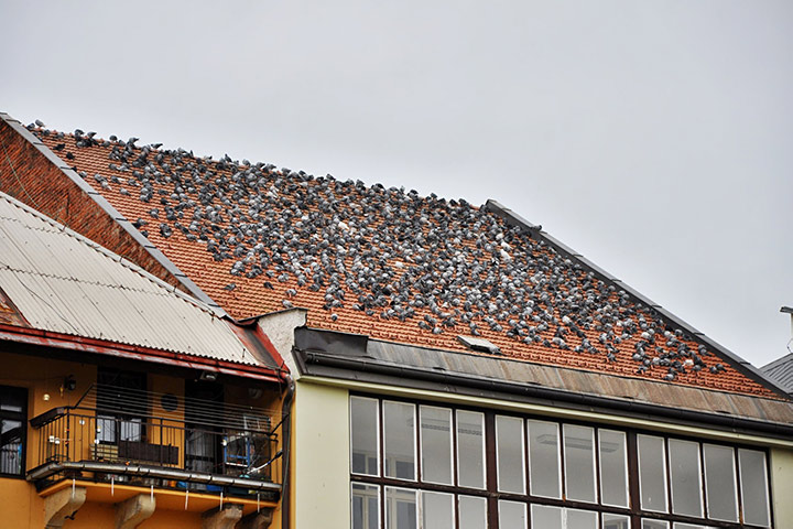 A2B Pest Control are able to install spikes to deter birds from roofs in Newbury Park. 